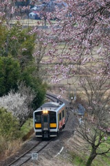 戸津辺の桜と水郡線③