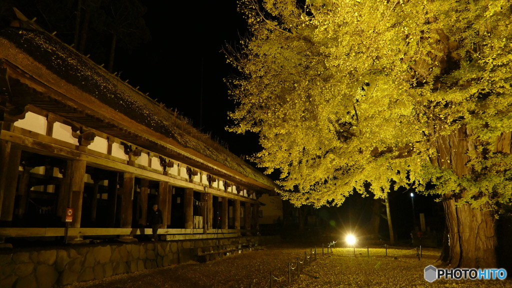 長床の大イチョウ ４