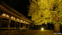 長床の大イチョウ ４