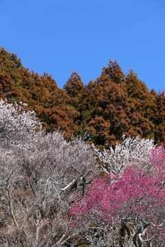 梅林寺④