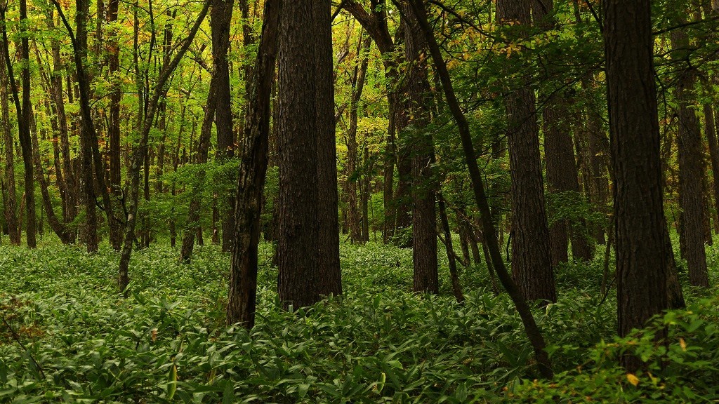 P1150078　奥日光