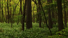 P1150078　奥日光