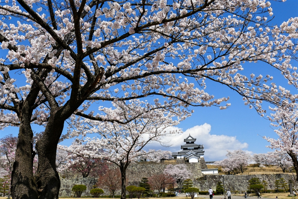 白河小峰城の春 １