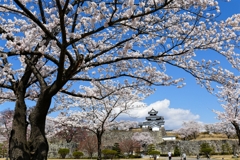 白河小峰城の春 １