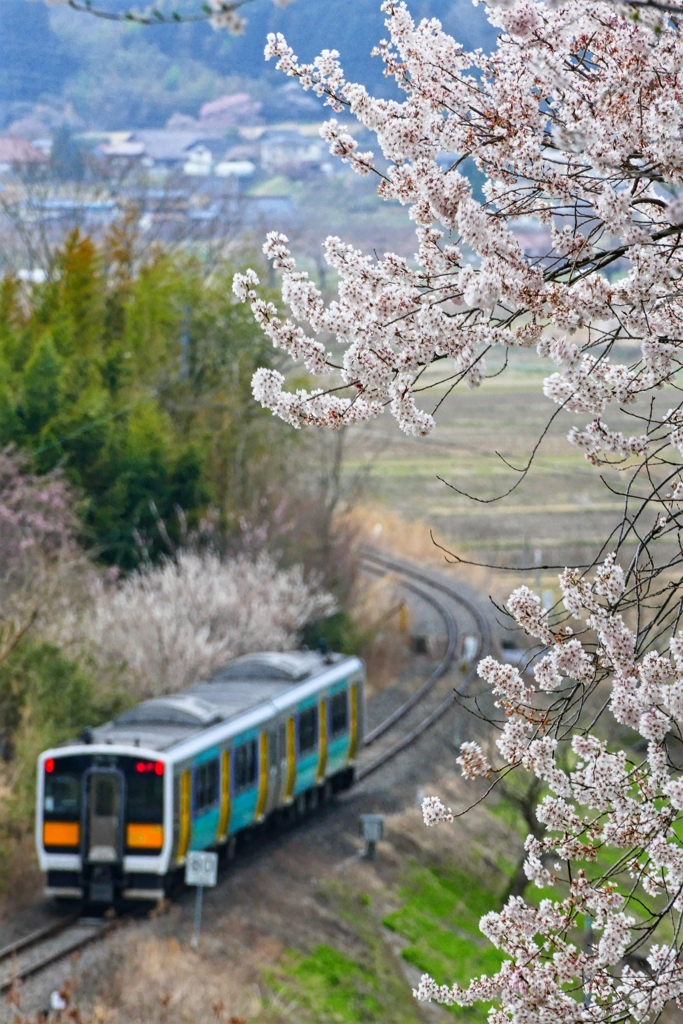 桜と電車と