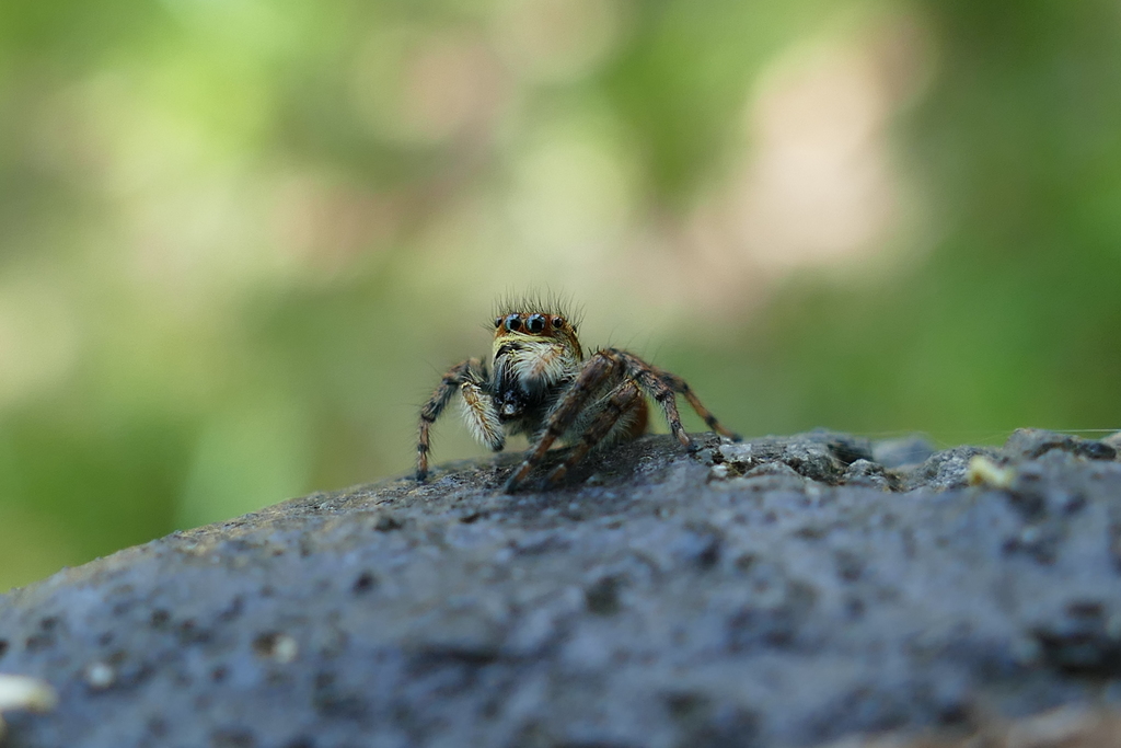 ツケマツゲ似合うかしら？