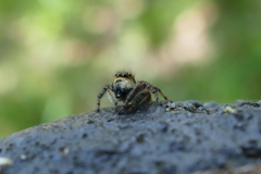 ツケマツゲ似合うかしら？