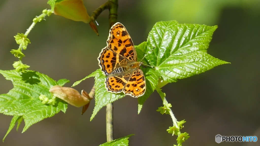 サカハチチョウ