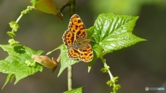 サカハチチョウ