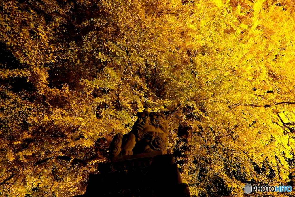 長床大イチョウ ２