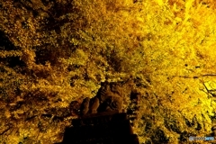 長床大イチョウ ２