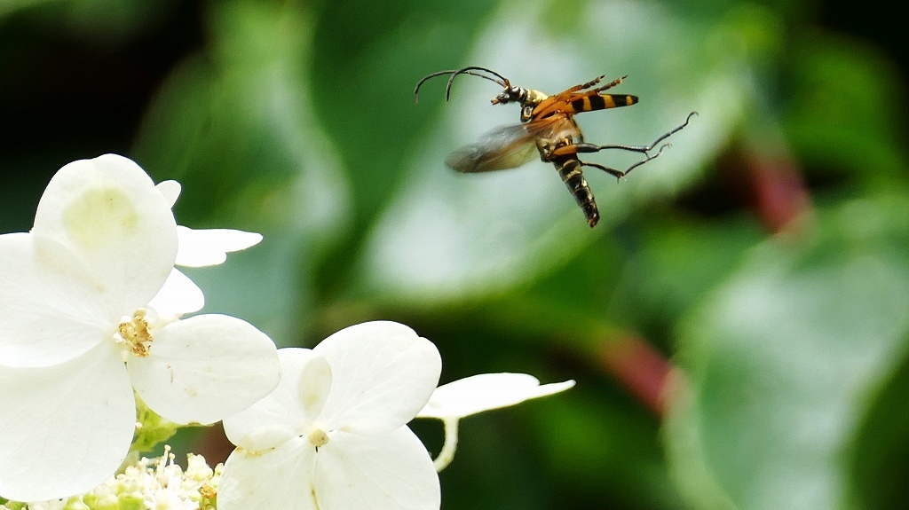 P1110666　ヨツスジハナカミキリ飛翔