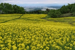 菜の花畑
