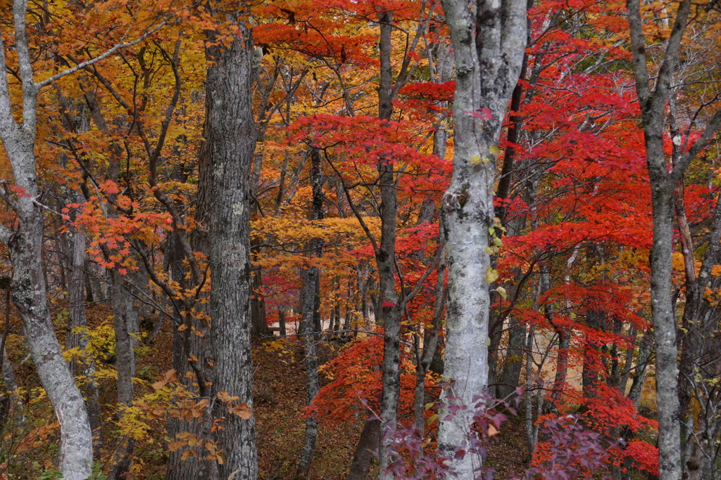 あかしろ、きいろ