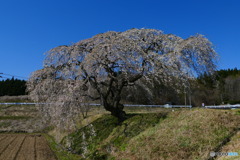 花園の枝垂桜
