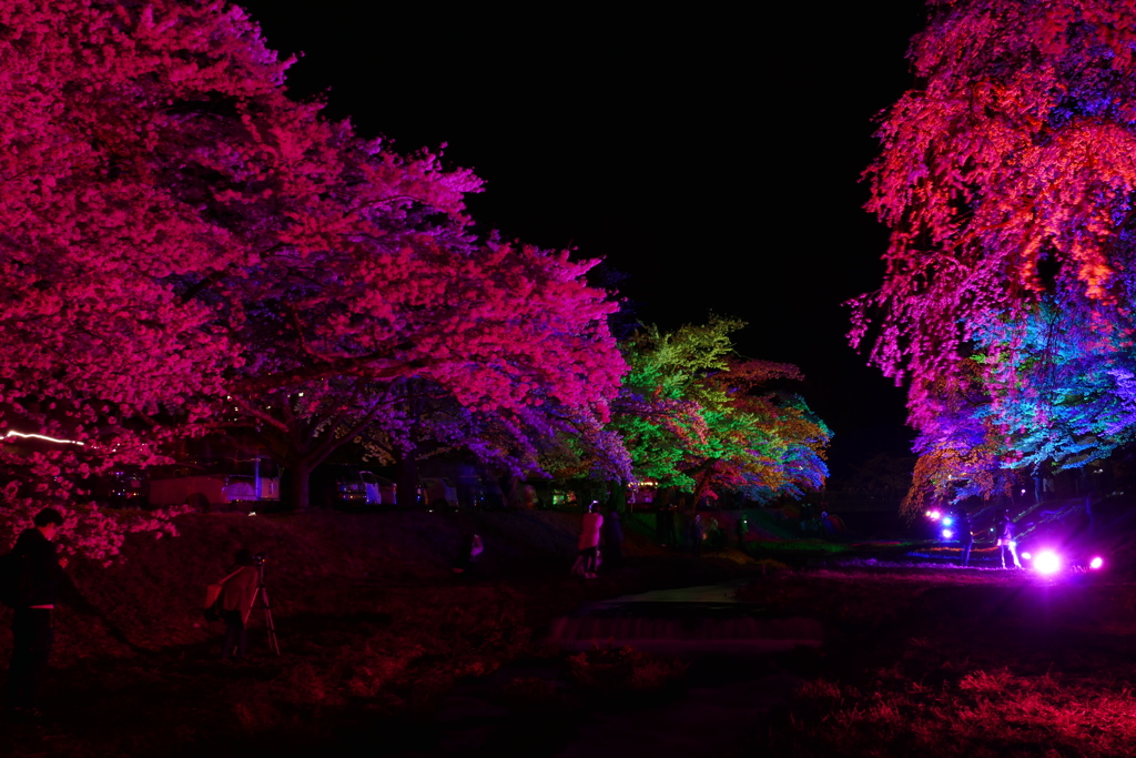 桜ライトアップ３
