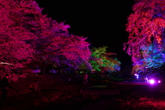 桜ライトアップ３