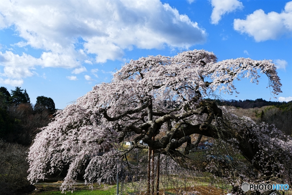外大野の枝垂れ桜 １