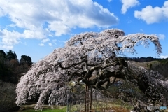 外大野の枝垂れ桜 １