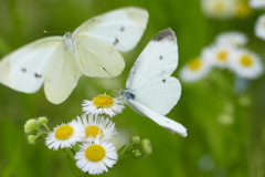 僕も、まーぜーてー