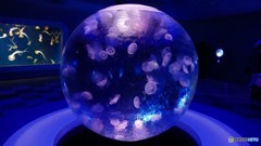 ＠江ノ島水族館