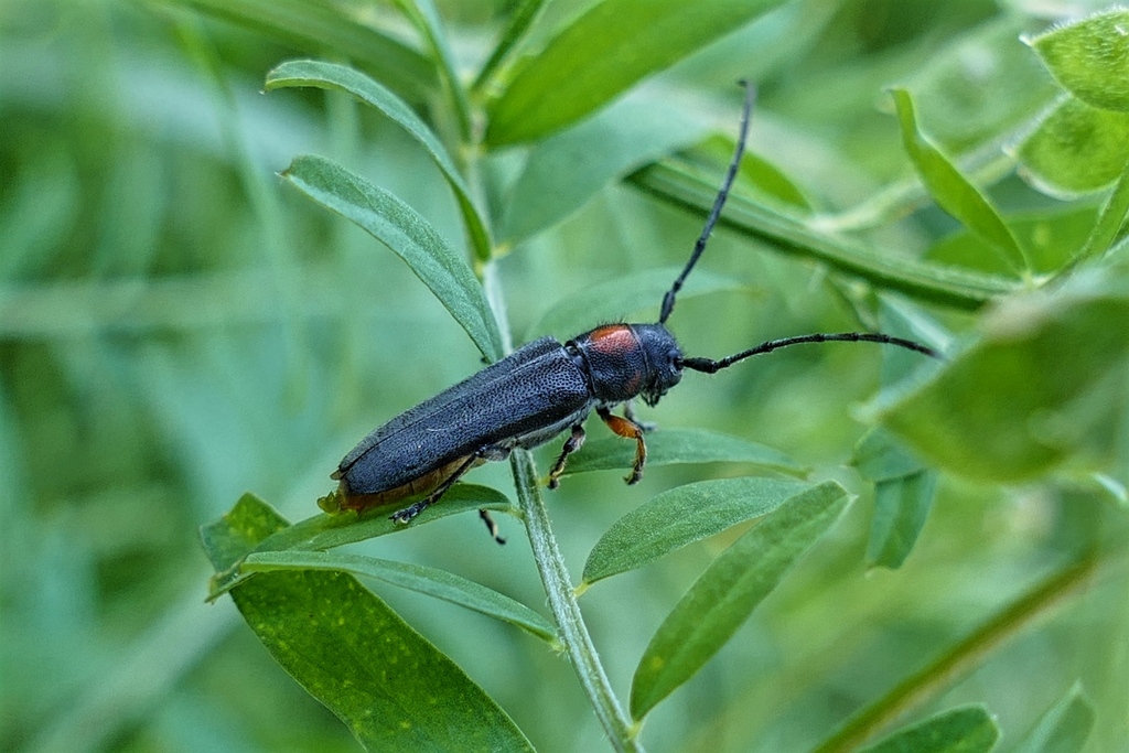 キクスイカミキリ