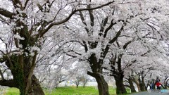 逢瀬の川べり３