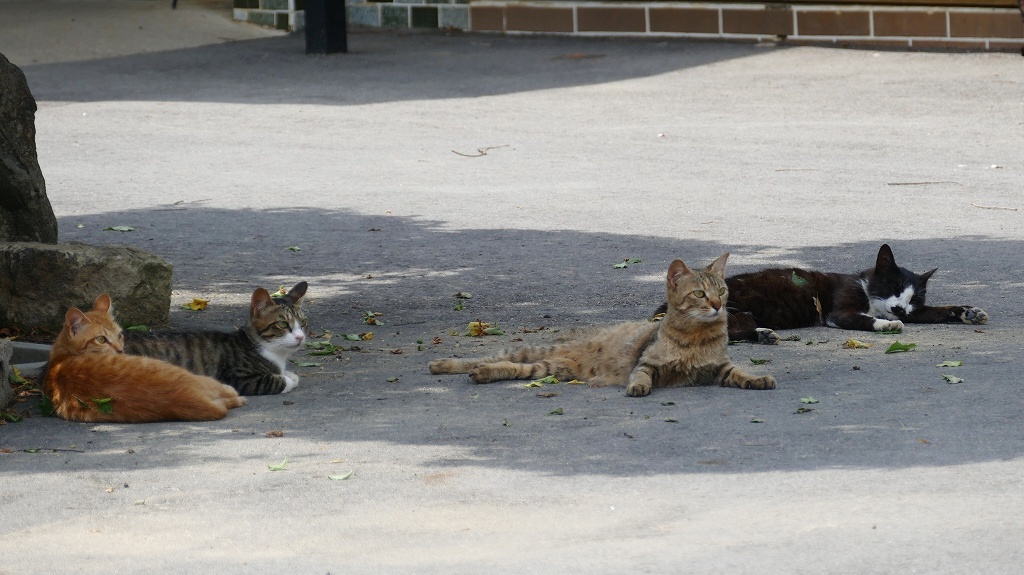 日陰に集合　１