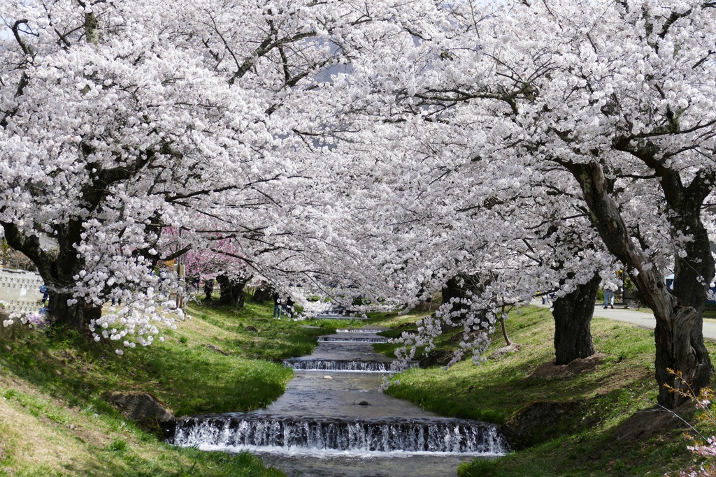 観音寺川の桜