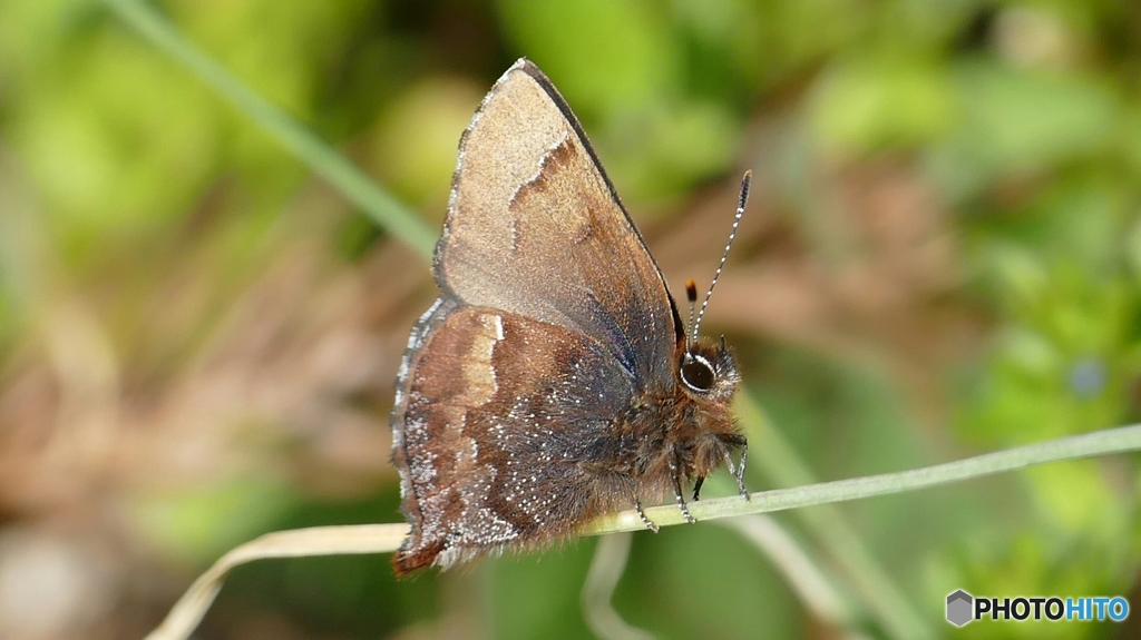 目の回りが白いからか、やたら可愛いコツバメ(*^^*)