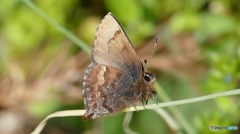 目の回りが白いからか、やたら可愛いコツバメ(*^^*)