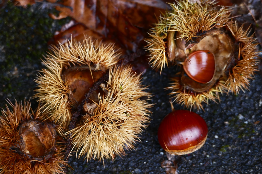 落ち栗