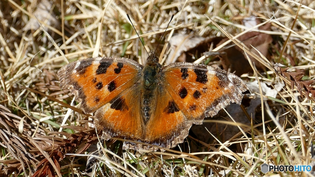 ヒオドシチョウ@郡山市三穂田