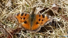 ヒオドシチョウ@郡山市三穂田