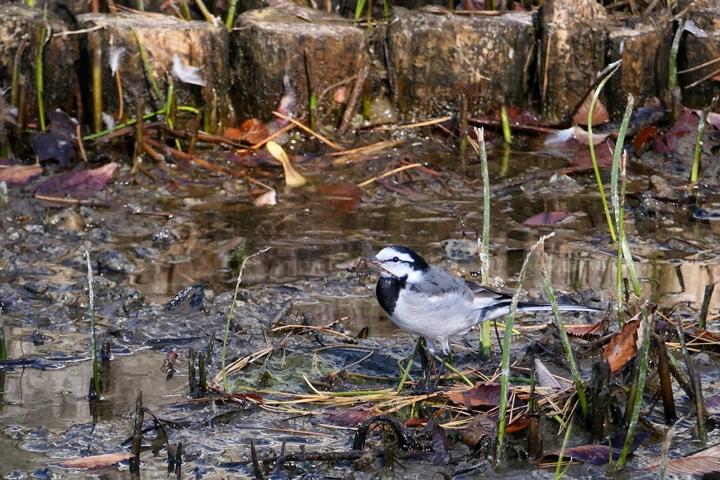 トンボ捕まえたぜ