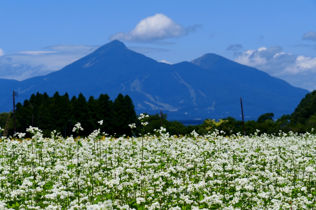 磐梯山と蕎麦の花３
