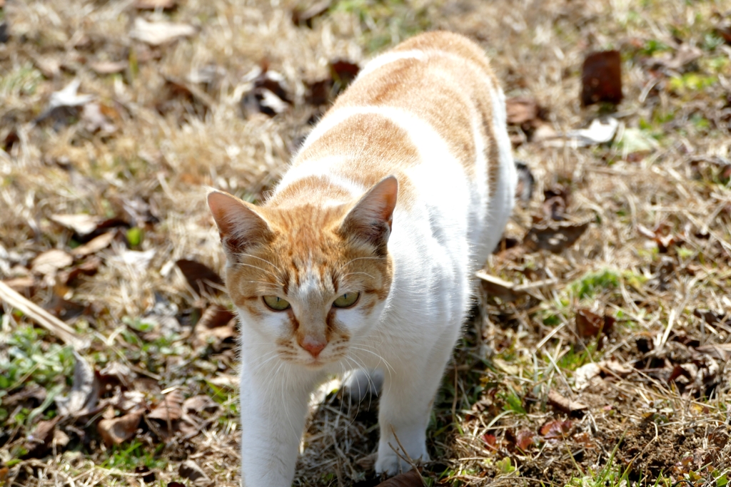 近所の野良にゃん２