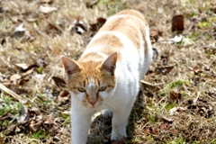 近所の野良にゃん２