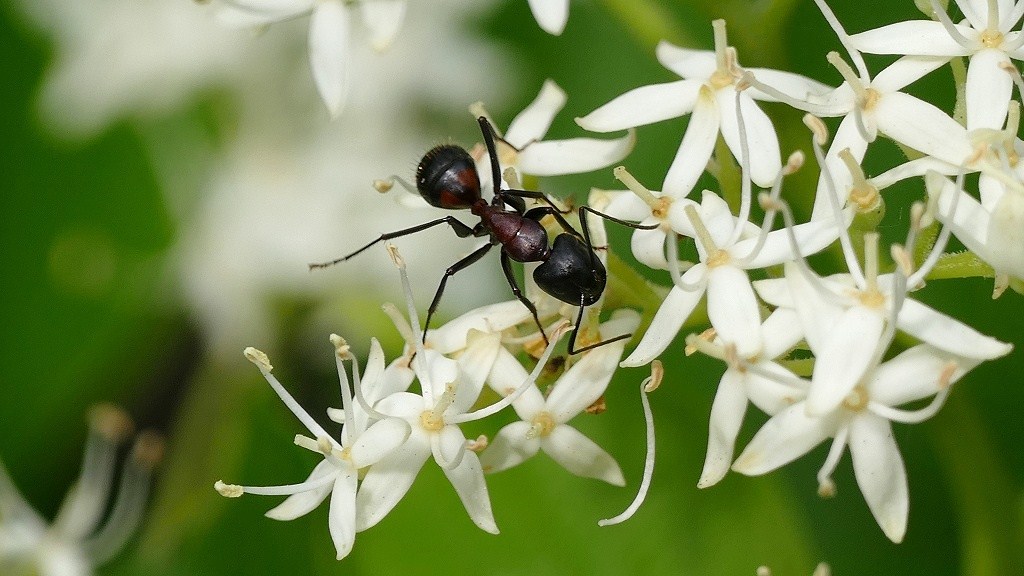 アリも蜜が好きなのか