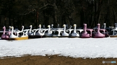 1210015@猪苗代湖