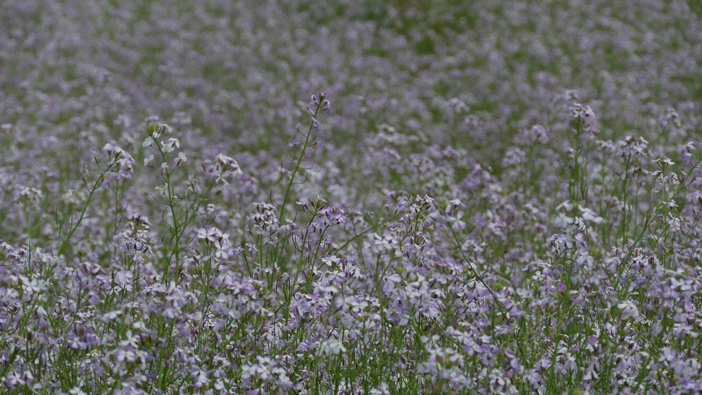 幻想的なムラサキ