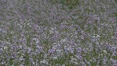 幻想的なムラサキ