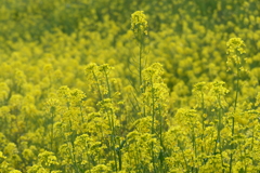 菜の花