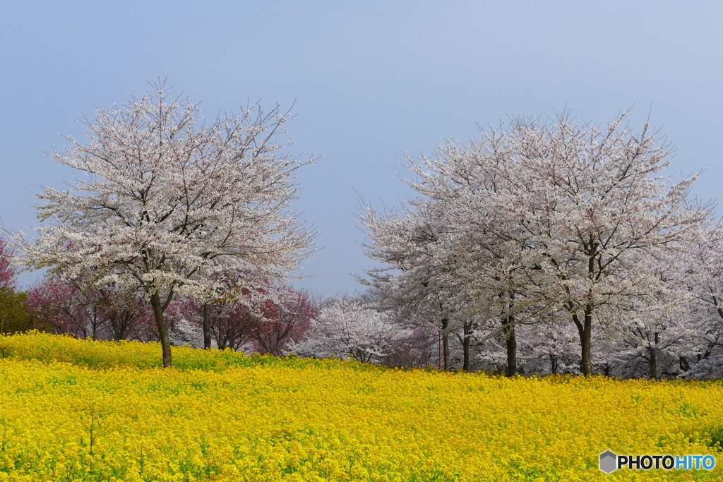 菜の花と桜