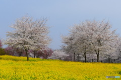 菜の花と桜