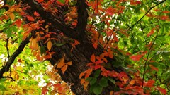 P1150109　奥日光