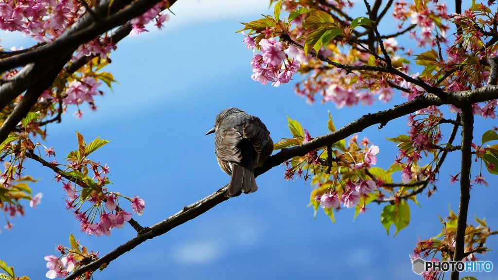 ＠神奈川県松田町