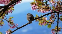 ＠神奈川県松田町