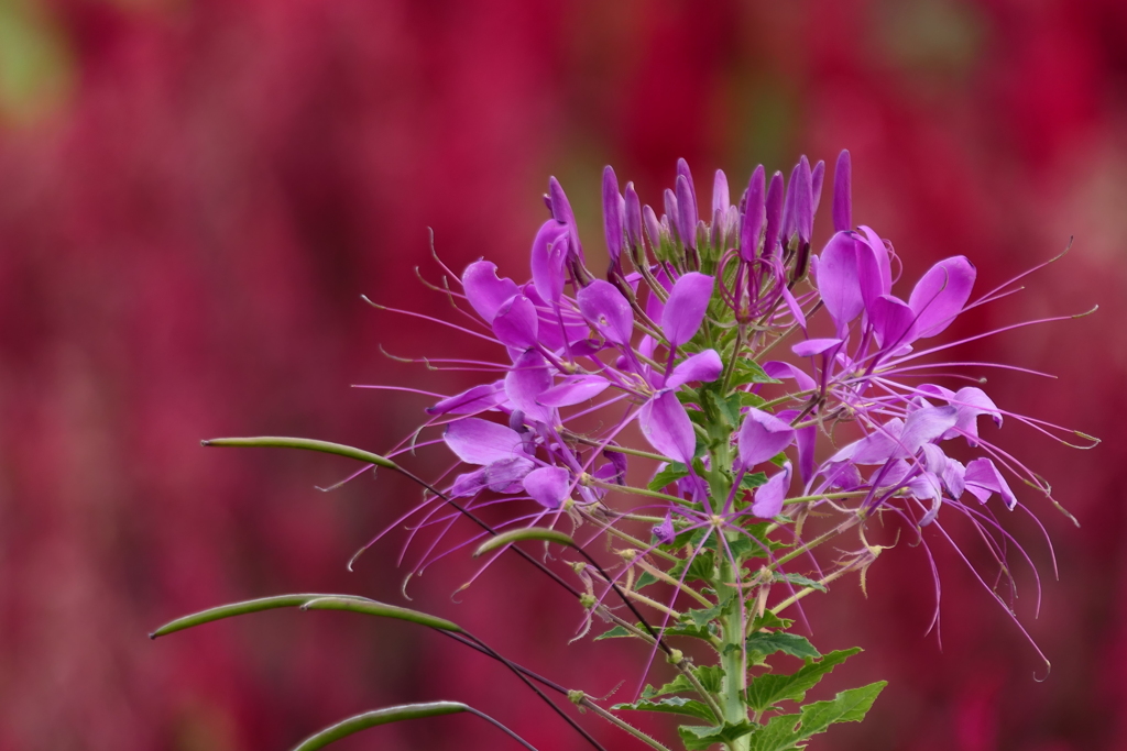 フラワーワールド４