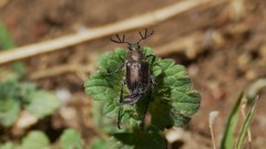 ヒゲブトハナムグリ